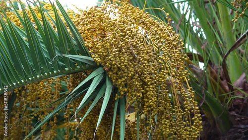 Tropical Phoenix dactylifera palm tree with bunches of dates close up photo