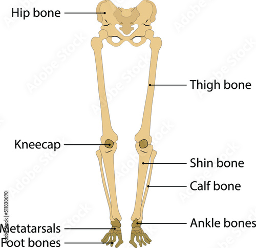 human body leg skeleton. vector illustration. on white background. human leg bone