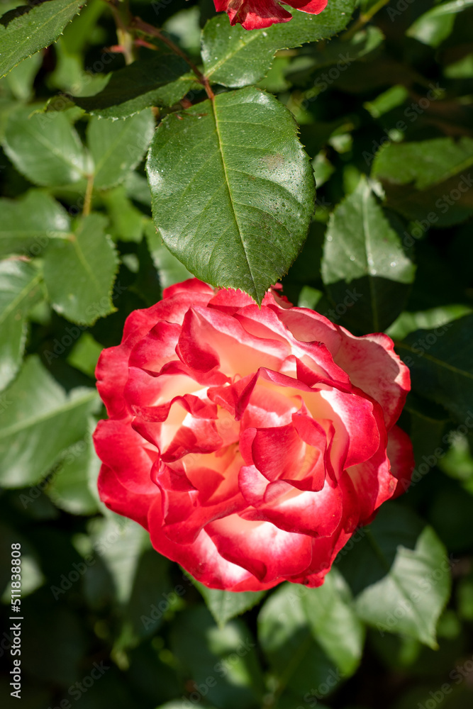 Blooming rose bud. Summer flower close-up. Floral background. Nature in the flowerbed. Gardening. Rose petals in the garden. Gently pink rose color. Blooming rose bud. Summer flower close-up. Floral background. Nature in the flowerbed. Gardening. Rose petals in the garden. Gently pink rose color.