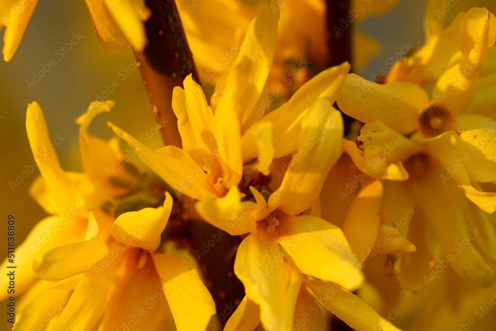 Blooming yellow flowers in springtime, tree branch with bright blossoms