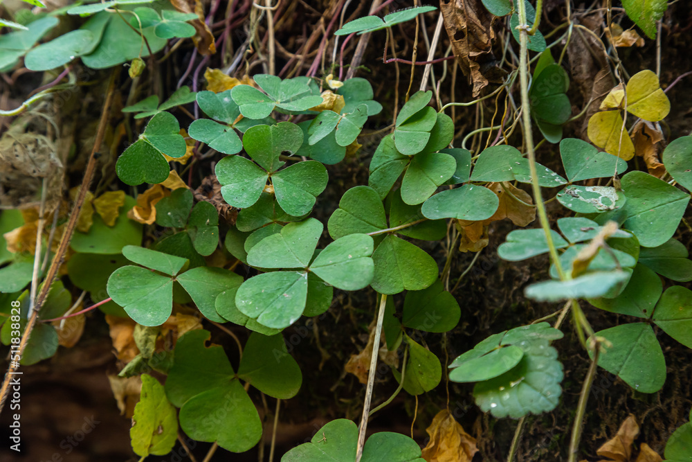 Oxalis acetosella, Wood sorrels, Oxalidaceae. Wild plant shot in spring Oxalis acetosella, Wood sorrels, Oxalidaceae. Wild plant shot in spring