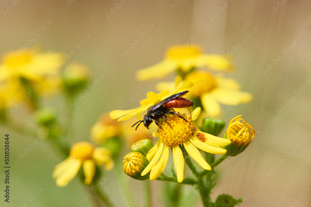 Große Blutbiene (Sphecodes albilabris) auf Frühlingskreuzkraut (Senecio vernalis)
Große Blutbiene (Sphecodes albilabris) auf Frühlingskreuzkraut (Senecio vernalis)