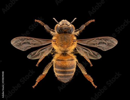 Western honey bee or European honey bee (Apis mellifera) entomology specimen with spreaded wings, legs and antennae isolated on pure black background. Studio lighting. Macro photography. 
