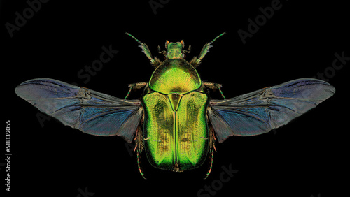 Green rose chafer (Cetonia aurata) entomology specimen with spreaded wings, legs and antennae isolated on pure black background. Studio lighting. Macro photography.