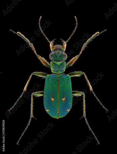 Green tiger beetle (Cicindela campestris) entomology specimen with spreaded legs and antennae isolated on pure black background. Studio lighting. Macro photography.