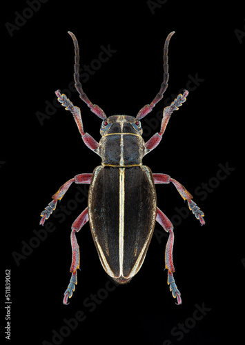 Longhorn beetle (Docardion pedestre) entomology specimen with spreaded legs and antennae isolated on pure black background. Studio lighting. Macro photography.