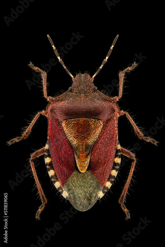 Sloe bug or hairy shieldbug (Dolycoris baccarum) entomology specimen with spreaded legs and antennae isolated on pure black background. Studio lighting. Macro photography.