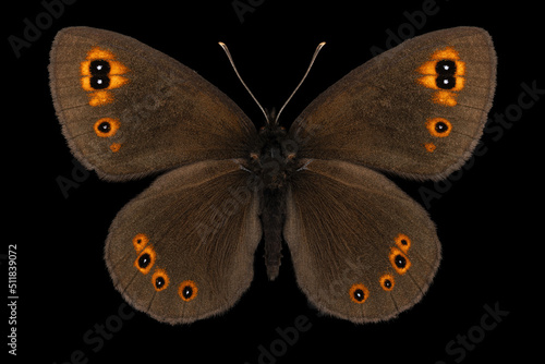 Water winglet buuterfly (Erebia pronoe) entomology specimen with spreaded wings, legs and antennae isolated on pure black background. Studio lighting. Macro photography.