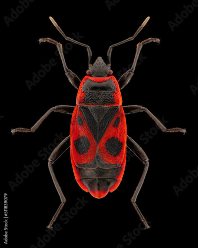 Firebug (Pyrrhocoris apterus) entomology specimen with spreaded legs and antennae isolated on pure black background. Studio lighting. Macro photography.