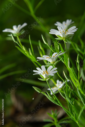 Stellaria holostea. delicate forest flowers of the chickweed, Stellaria holostea or Echte Sternmiere. floral background. white flowers on a natural green background.