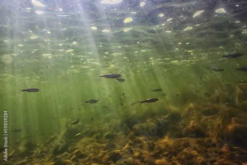 flock of small fish underwater  freshwater bleak fish anchovy seascape