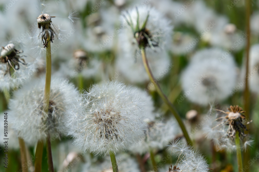 Dandelion field. A lot of dandelion. Glade of dandelions juicy green summer lightness. Macro dandelions. Close dandelions. Summer dandelions Dandelion field. A lot of dandelion. Glade of dandelions juicy green summer lightness. Macro dandelions. Close dandelions. Summer dandelions