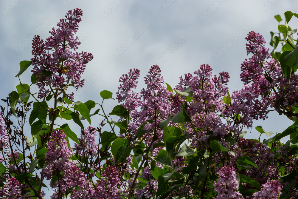 Branch of lilac flowers with green leaves, floral natural seasonal hipster background Branch of lilac flowers with green leaves, floral natural seasonal hipster background