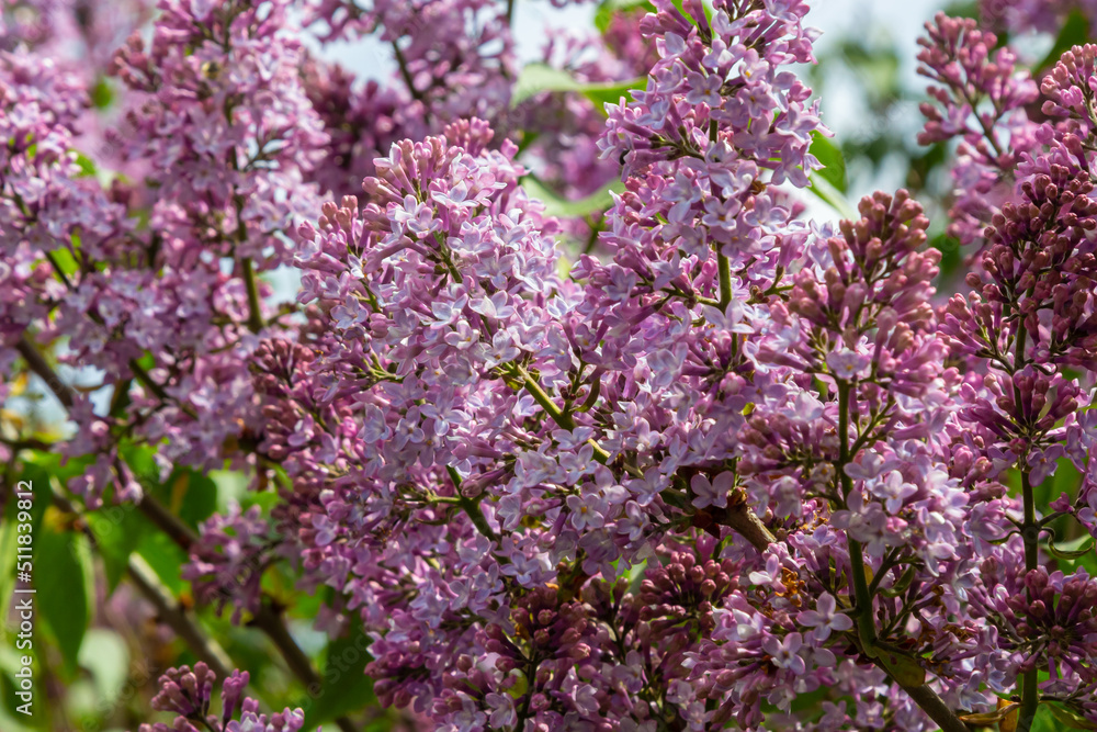 A branch of lilac lilac on a background of green leaves. Spring