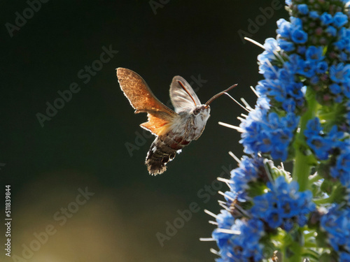 Hummingbird Hawk Moth - Taubenschwänzchen
(The Hummingbird Hawk Moth is not a hummingbird. - Der Kolibri-Hawk-Moth ist kein Kolibri.) photo
