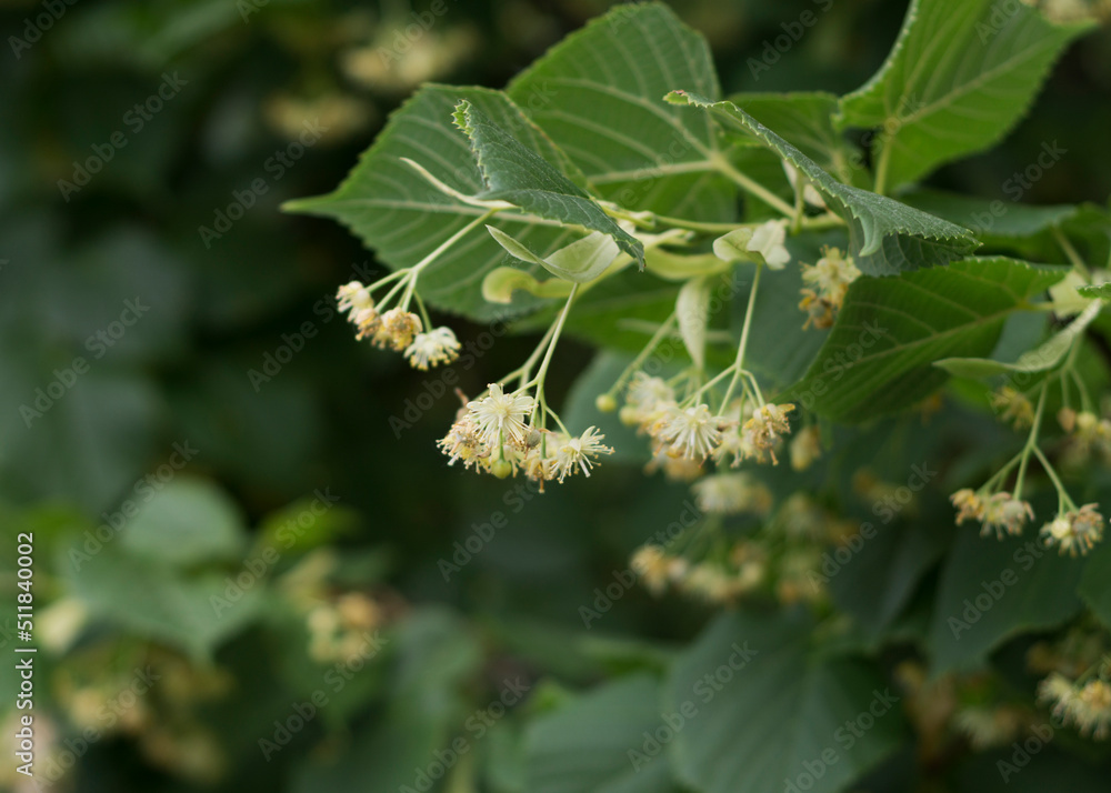 Lime yellow flower of Tilia cordata tree 2 Lime yellow flower of Tilia cordata tree 2