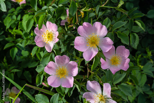 Dog rose Rosa canina light pink flowers in bloom on branches, beautiful wild flowering shrub, green leaves photo