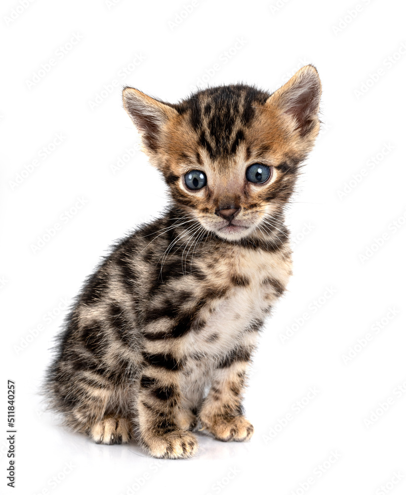 Obraz premium bengal kitten in studio