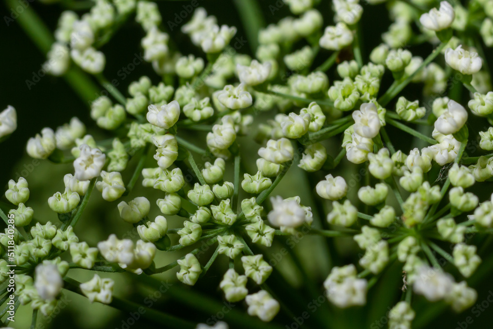 This photo shows white flowers anthriscus sylvestris on a dark background This photo shows white flowers anthriscus sylvestris on a dark background