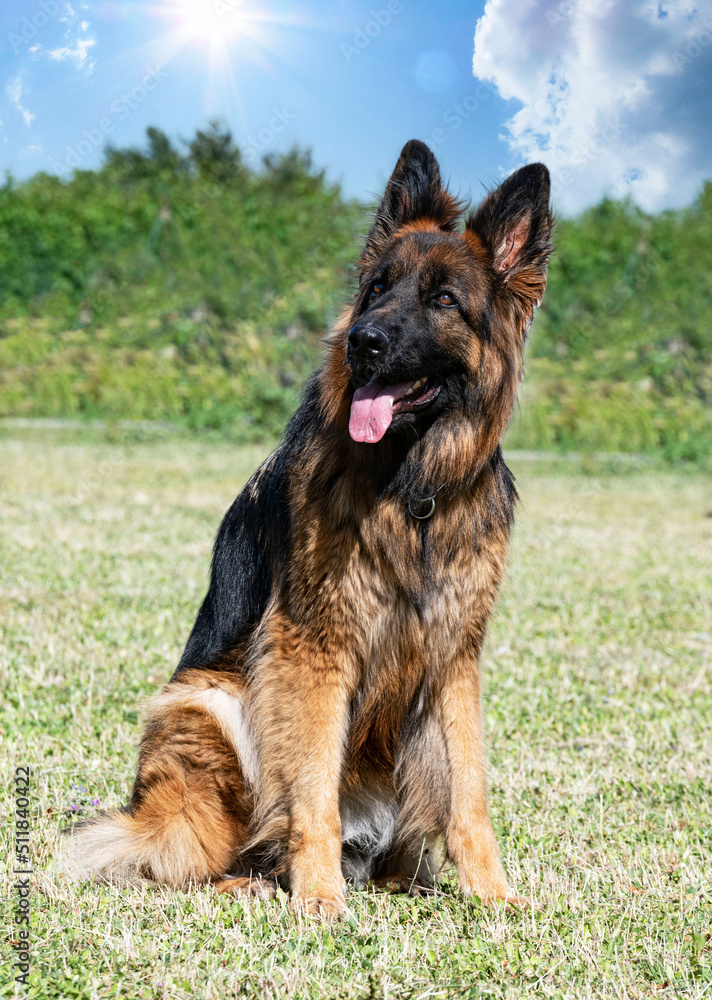 training of german shepherd training of german shepherd