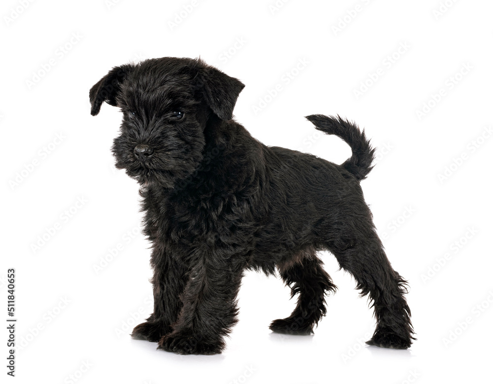 black miniature schnauzer in studio