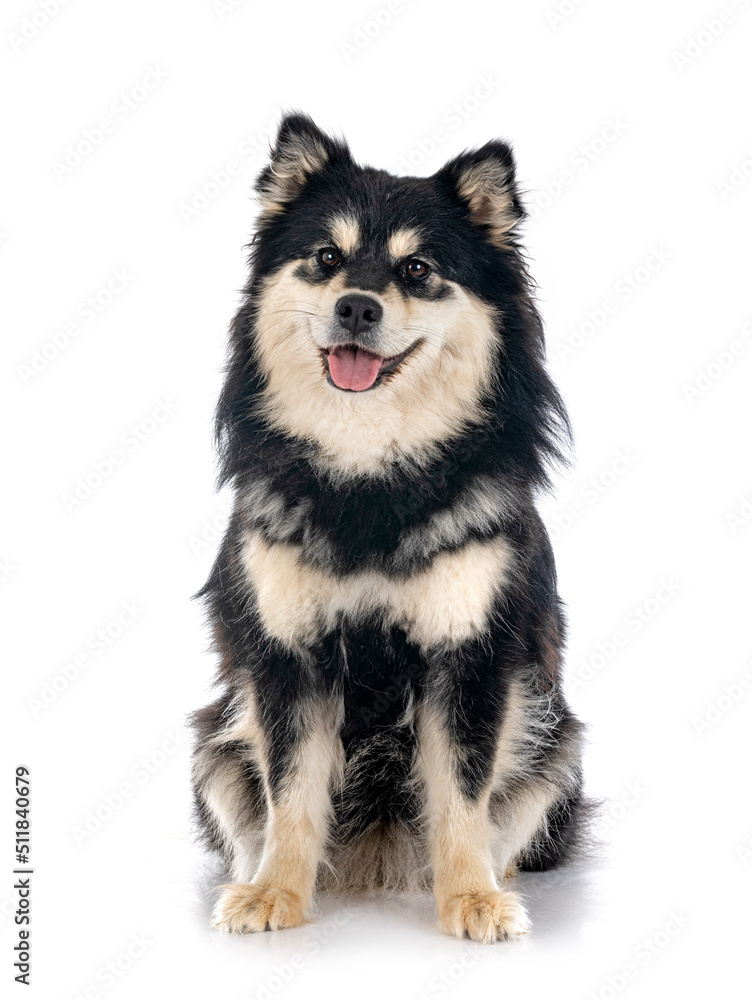 Finnish Lapphund in studio Finnish Lapphund in studio