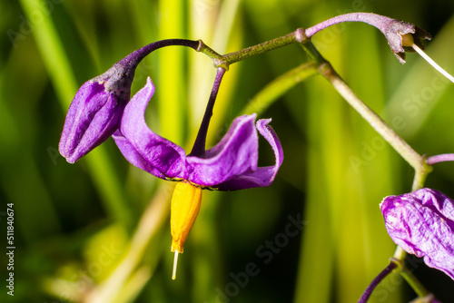 Bilde på lerret Bittersweet nightshade, Solanum dulcamara, flowers and buds with leaves close up