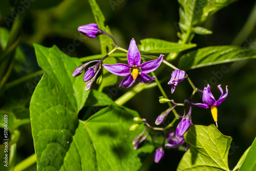 Bilde på lerret Bittersweet nightshade, Solanum dulcamara, flowers and buds with leaves close up