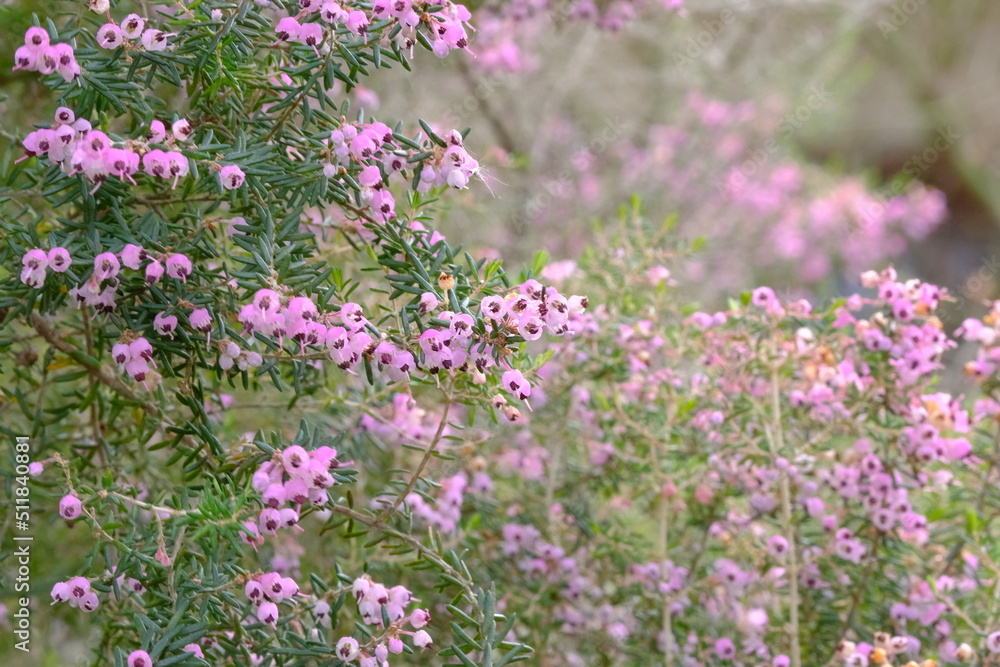 flower of erica in full blooming