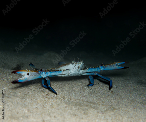 Blue swimming crab - Portunus segnis from Cyprus photo