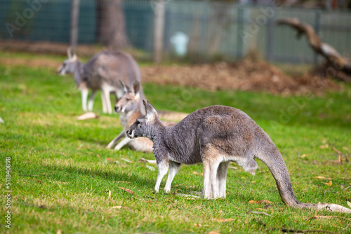 Fototapeta Naklejka Na Ścianę i Meble -  Red and grey Kangaroos at a wildlife conservation park near Adelaide, South Australia