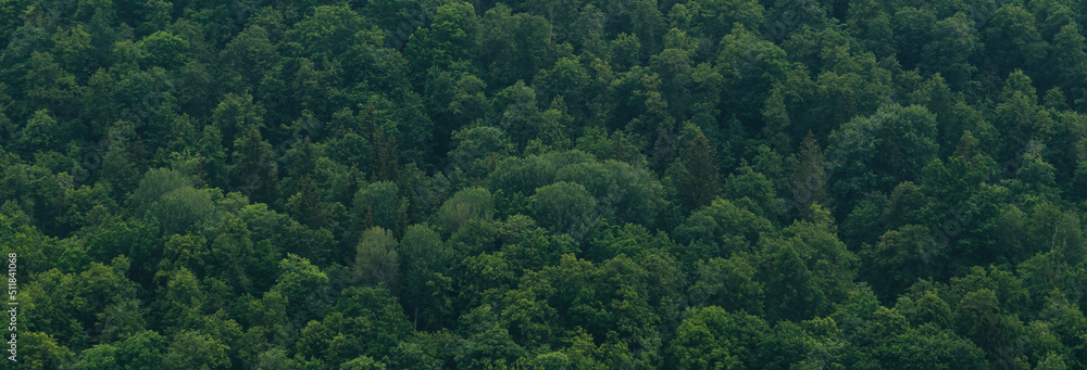 The tops of the trees from above. Banner with a view of the green forest, tree background The tops of the trees from above. Banner with a view of the green forest, tree background