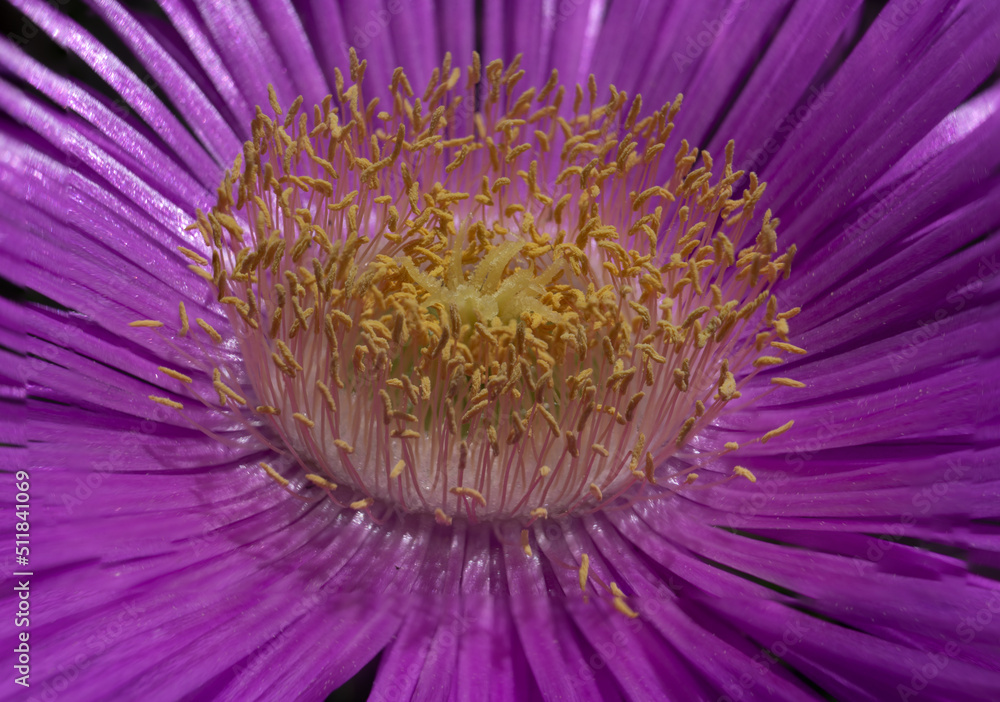 Obraz premium particolare di carpobrotus edulis