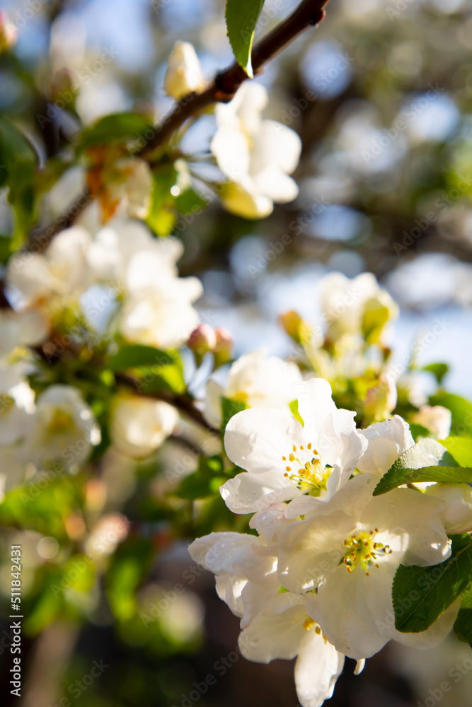 Beautiful Spring Nature background with Flowers Apple tree close up, soft focus. Branch with white Apple blossom on blurred garden background. Scenic natural Wallpaper or Web banner with copy space Beautiful Spring Nature background with Flowers Apple tree close up, soft focus. Branch with white Apple blossom on blurred garden background. Scenic natural Wallpaper or Web banner with copy space