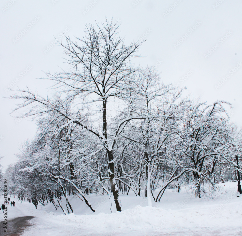 Christmas and New Year. A big tree wrapped in Christmas snow Christmas and New Year. A big tree wrapped in Christmas snow
