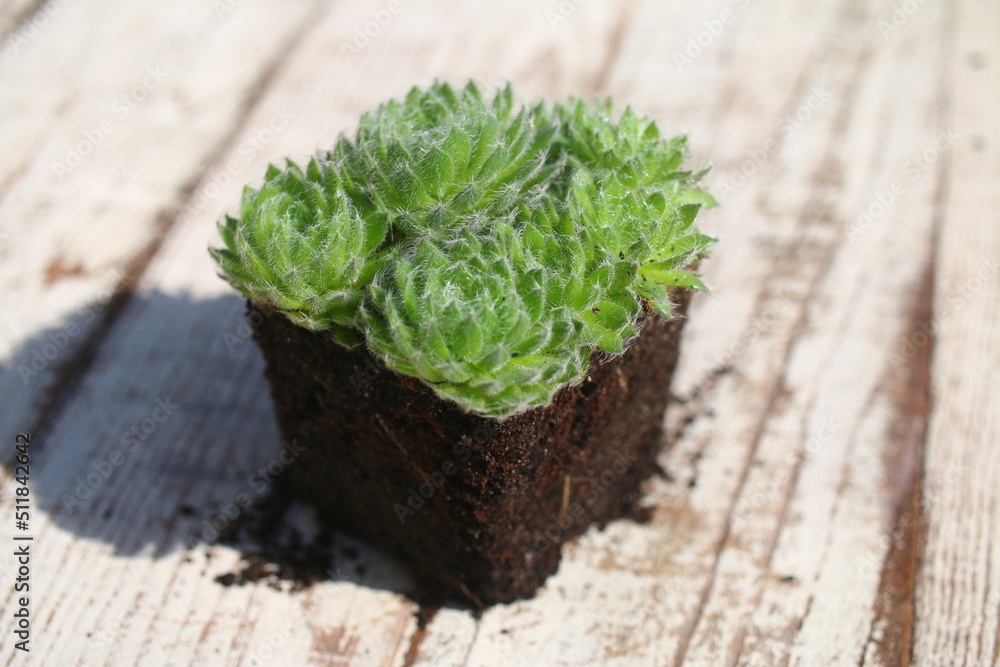 Fototapeta premium Sempervivum ciliosum Rojnik wełnisty succulent