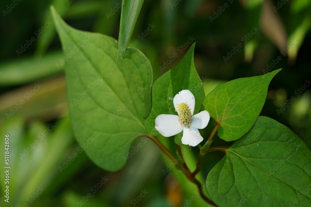 Fototapeta premium 解毒作用のあるドクダミ