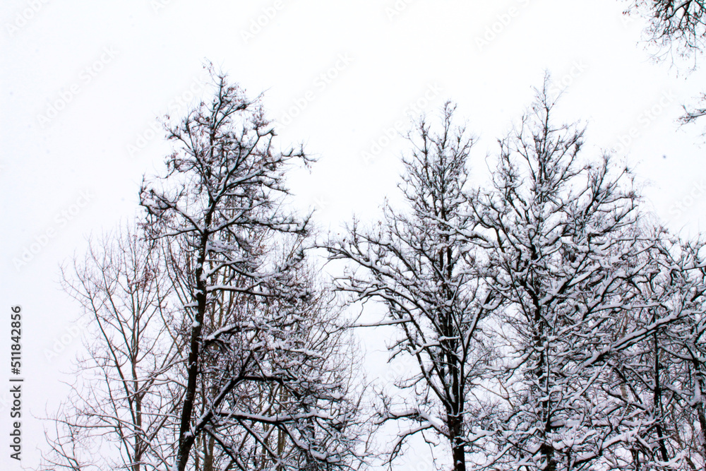 Christmas and New Year. Powerful crowns of shits are wrapped in Christmas snow. Christmas and New Year. Powerful crowns of shits are wrapped in Christmas snow.