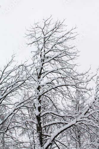 Wallpaper Mural Christmas and New Year. Snow Song of Park Brothers After Snowfall Torontodigital.ca