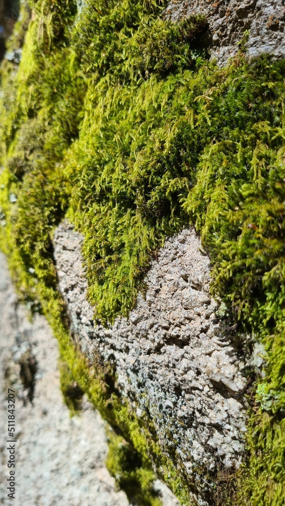 Planta Musgo textura. El mundo del macro con texturas de musgos. Stock ...