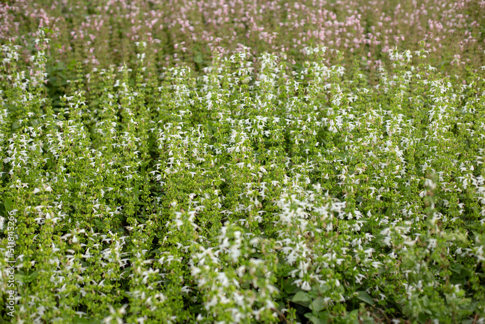 Photo of wild salvia flower field Photo of wild salvia flower field