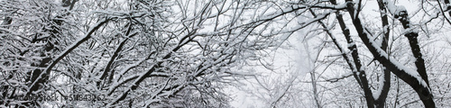 Winter landscape, Christmas and New Year. Beautiful trees wrapped in white snow against the background of the winter sky