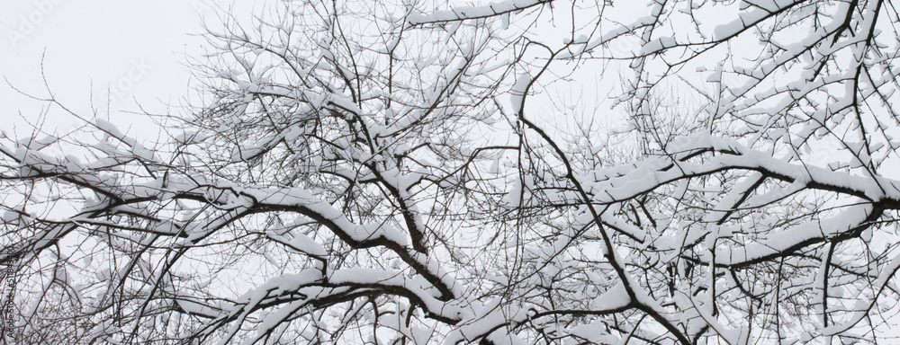 Winter landscape, Christmas and New Year. City park tree branches under soft snow Winter landscape, Christmas and New Year. City park tree branches under soft snow