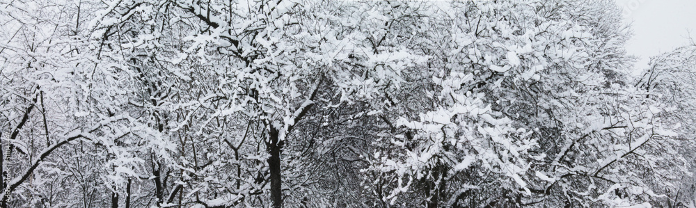 Winter landscape, Christmas and New Year. Forest tree branches under soft snow Winter landscape, Christmas and New Year. Forest tree branches under soft snow