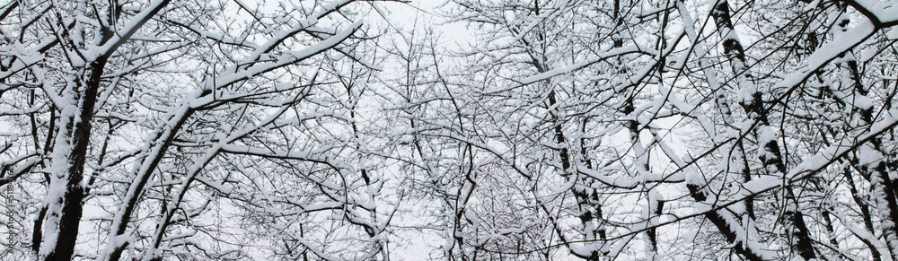 Winter landscape, Christmas and New Year. Tree branches under fluffy soft snow Winter landscape, Christmas and New Year. Tree branches under fluffy soft snow