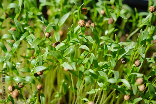 Coriander microgreens sprout