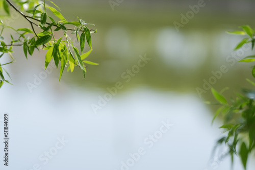 Fresh willow leaves background with copy space