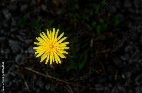 Wallpaper Mural yellow flower, plant Torontodigital.ca
