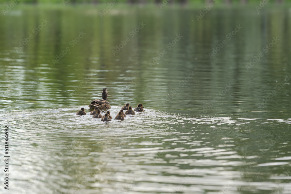 Duck with ducklings swimming in a lake Duck with ducklings swimming in a lake