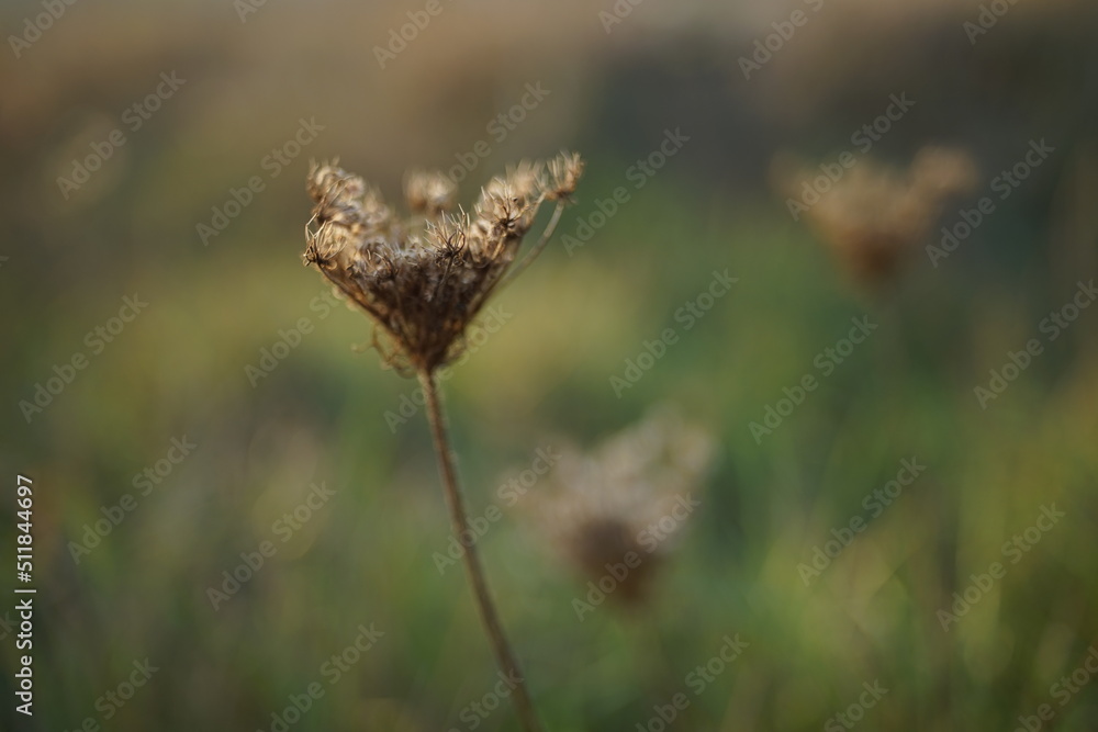 Dry grass in blurred green field at sunset. Dry grass in blurred green field at sunset.